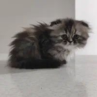 گربه پرشین و اسکاتیش|گربه|درگهان, |دیوار