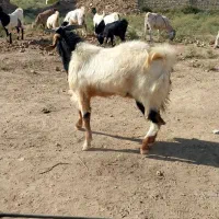 کهره نر یکساله