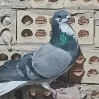 نر خرقه|پرنده|اصفهان, اندوان|دیوار