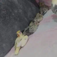 جوجه عروس ۲۷روزه