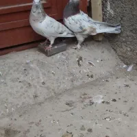 کبوتر ۳جفت کفتر رنگی|پرنده|قمرود, |دیوار