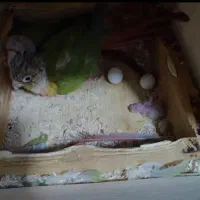 گیرینچیک مولد.|پرنده|بروجرد, |دیوار