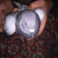 پلاکی پیدا شده