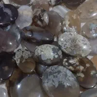 سنگ شجر دریایی