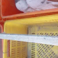 کبوتر|پرنده|ری, تقی آباد|دیوار