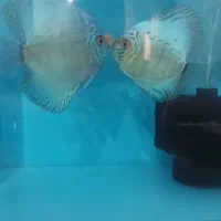 جفت دیسکس مولد|ماهی|اردبیل, |دیوار