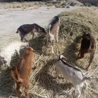 ششه عدد کهره
