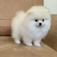 سگ پامرانین خرسی مینیاتوری