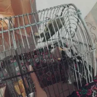ی جفت مرغ عشق ی سهره