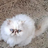 گربه پرشین اشرافی رگدال یا کالیکو