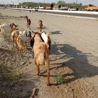 سه عدد کهر چپش نر