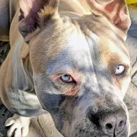 امریکن بولی