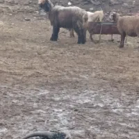 کووه نرمیش شیشک|حیوانات مزرعه|دزفول, |دیوار