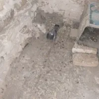 کفتر فروش فوری|پرنده|مشهد, امیرآباد|دیوار