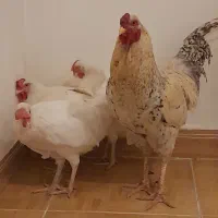 خروس سفید خالدار