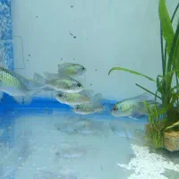 ماهی سچیلاید بلو آکارا و پرت پلار|ماهی|تبریز, |دیوار