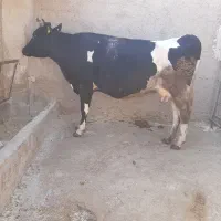 گاو گوساله