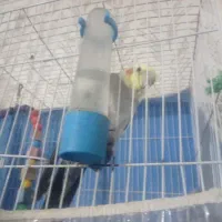 عروس هلندی نرسخنگو