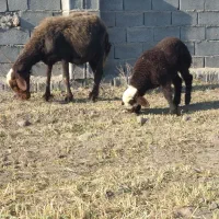 گوسفند داشتی بره دار بره ماده