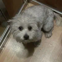 سگ گمشده|سگ|بومهن, |دیوار