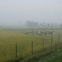 بره از ۱۵ کیلو هست تا به بالا