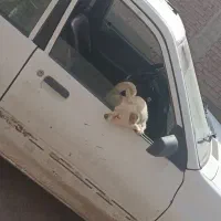 فروش سگ شیواواماده