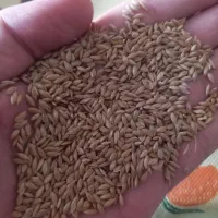 تخم کتان اردبیل کیسه ای کیلو 85