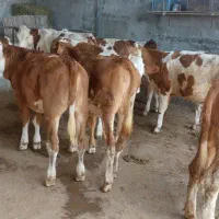 فروش گوساله پرواری|حیوانات مزرعه|شیروان (خراسان), |دیوار