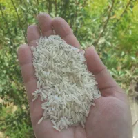 فروش نیم دانه و برنج هاشمی