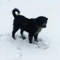 واگذاری توله سگ قدرجونی