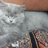 گربه اسکاتیش
