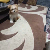 سگ شیتزو ماده خیلی خوشکل