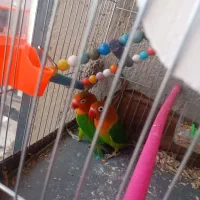 طوطی|پرنده|خاش, |دیوار