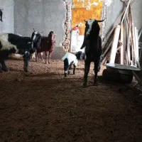 بز و بزغاله