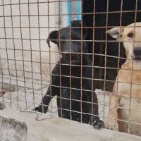 واگذاری سگ نگهبان