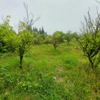 زمین  300 متر درتوبن|فروش زمین و ملک کلنگی|نشتارود, |دیوار