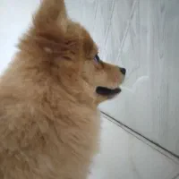 سگ پا کوتاه نژاد پامر گرگی سالم سالم|سگ|تهران, یاخجی آباد|دیوار