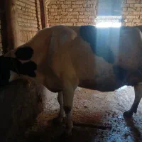 گاوه شیر ده وتلیسه|حیوانات مزرعه|بجنورد, |دیوار
