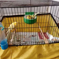 قناری جفت بلند نر و ماده