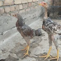 اسباب بازی