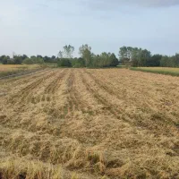 زمین مزروعی با سند مالکیت شش دانگ عرصه و اعیان