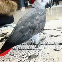 کاسکو ۱ ساله دم قرمز به همراه قفس بزرگ و لوازم