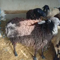 گوسفند شیشک|حیوانات مزرعه|قم, الغدیر|دیوار