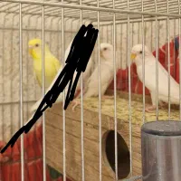 مرغ عشق هلندی|پرنده|شیراز, وصال|دیوار