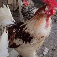 خروس جوان|حیوانات مزرعه|قم, انسجام|دیوار