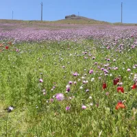 زمین مسکونی