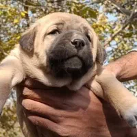 تو*له سگ**سرابی اصیل