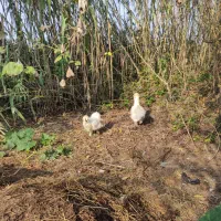 ابریشمی|حیوانات مزرعه|رودبنه, |دیوار