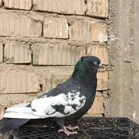 کبوتر سینه سیاه|پرنده|مرودشت, تخت جمشید|دیوار