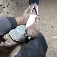 ‌کفتر رنگی چپ دم|پرنده|یزد, |دیوار